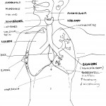 Anatomie Stimme | Skizze Anja Grugel